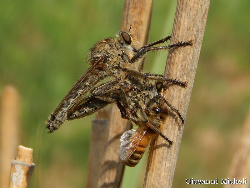 Asilidae da ID